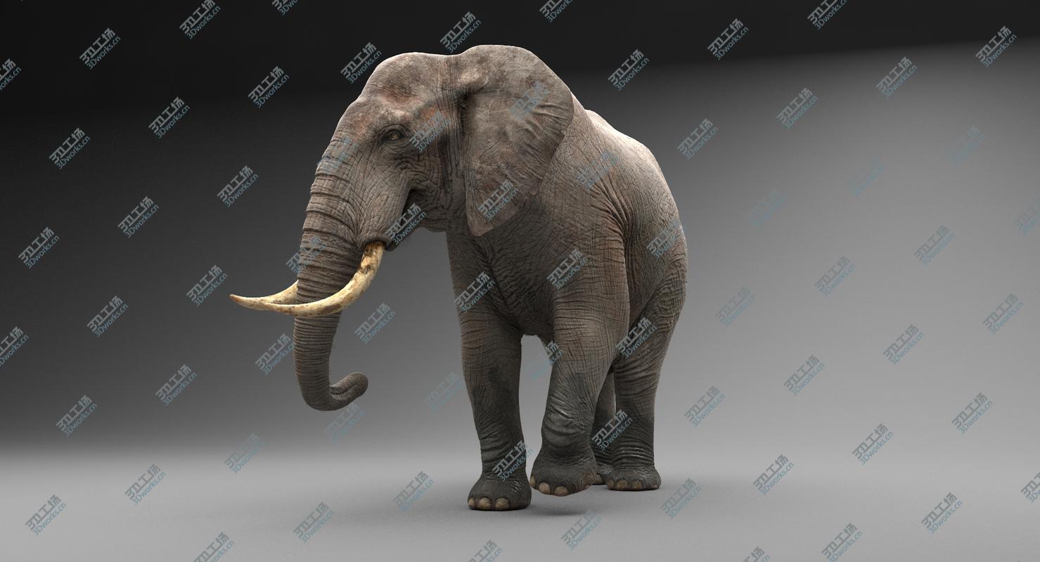 images/goods_img/20210113/Elephant Rigged/3.jpg